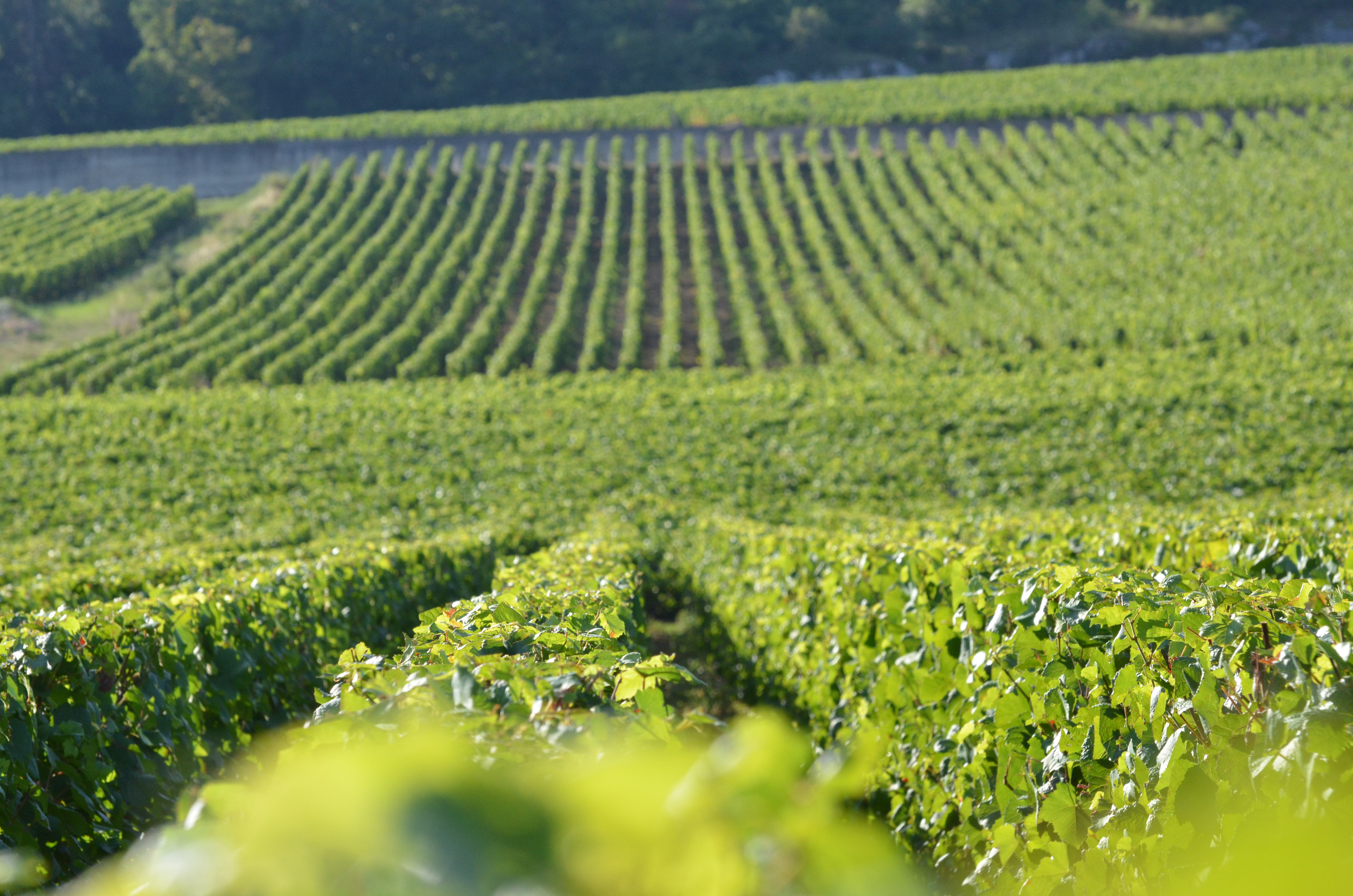 Weinberg, Weinreben, Reben, Grüne Blätter, Landschaft
