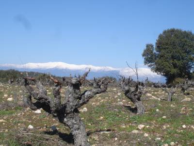 Jimenez-Landi