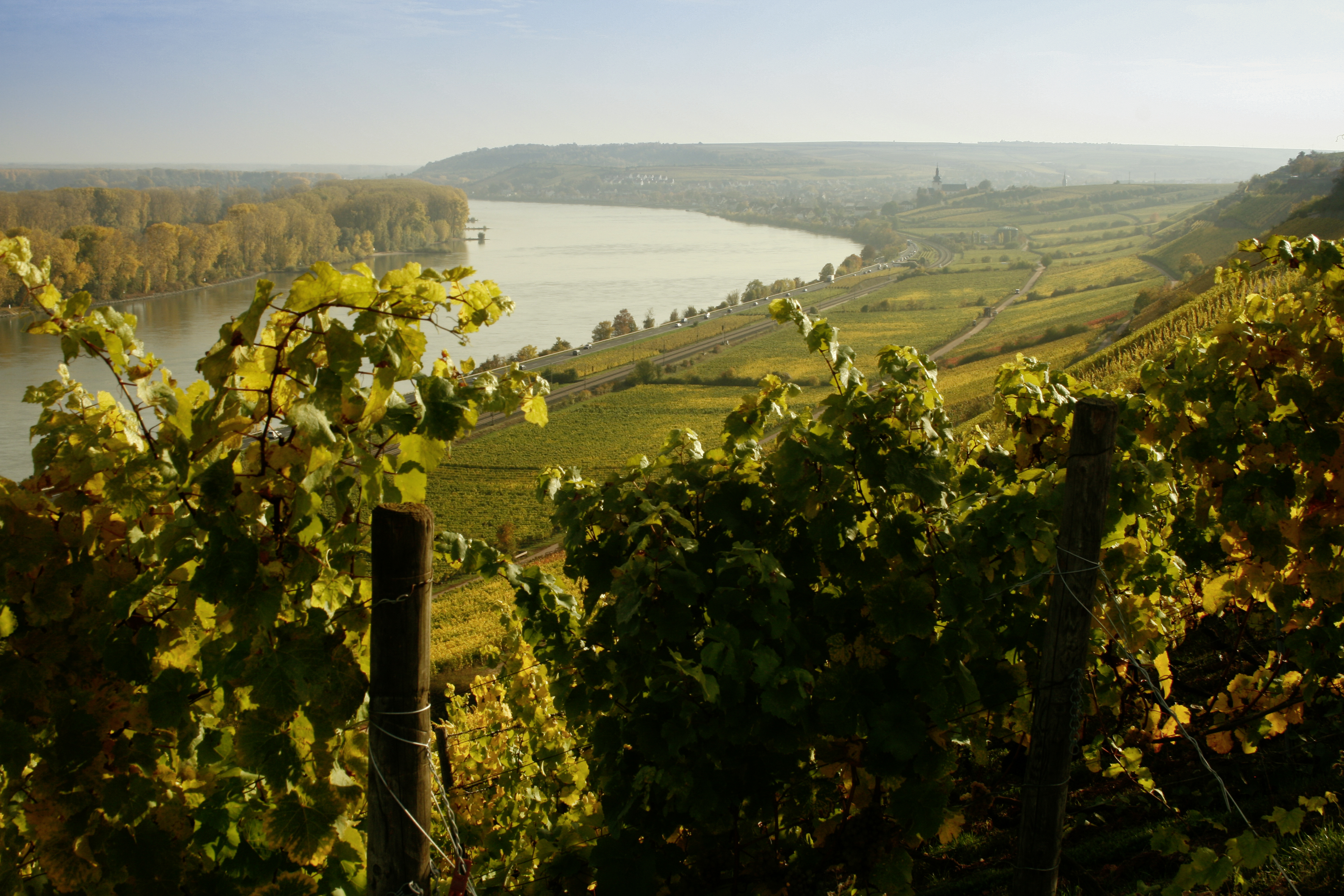 © Weingut Kühling - Gillot