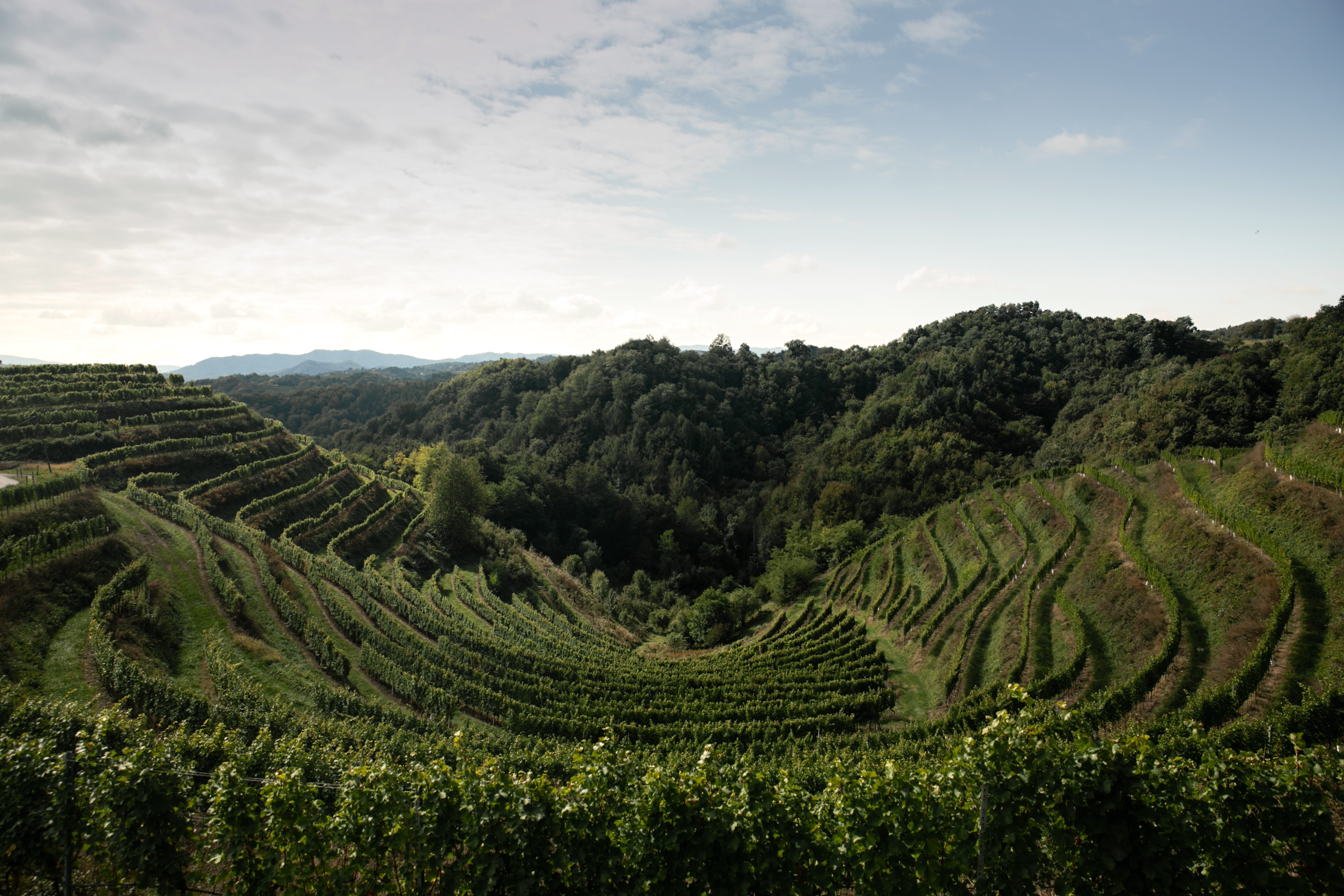 Weinberg, Terrassenwein, Reben, Landschaft, Weinbau
