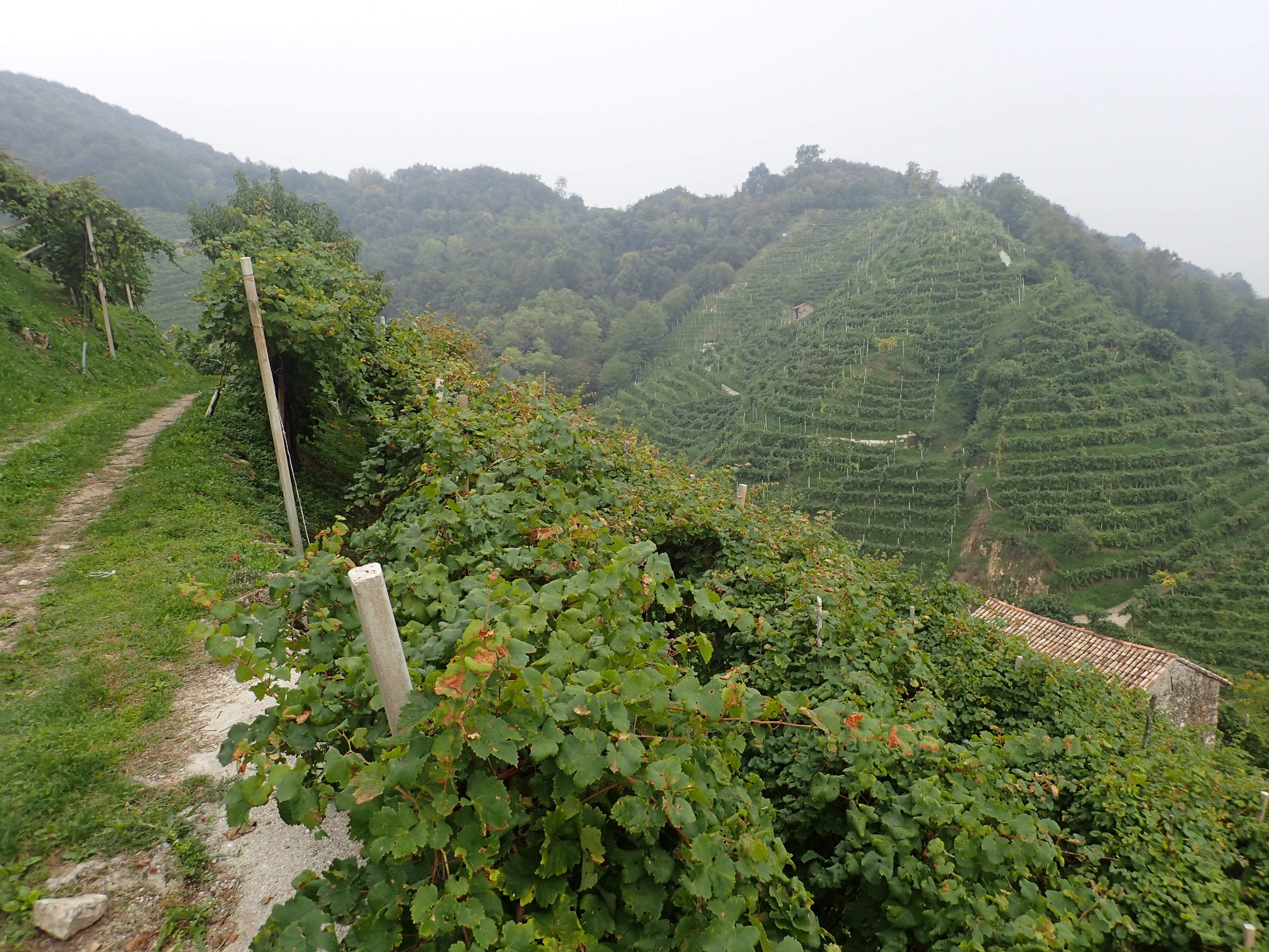 Weinberg, Terrassierte Hügel, Grünpflanzen, Pfad, Pfahlzaun