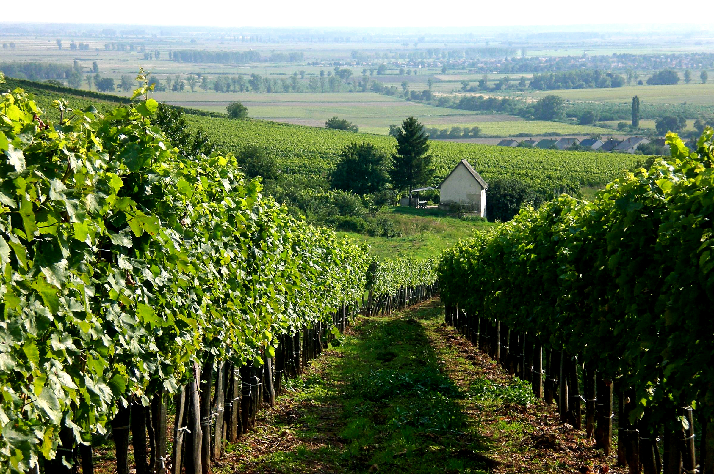 Weinberg, Reben, Weinland, Weinbau, Landschaft
