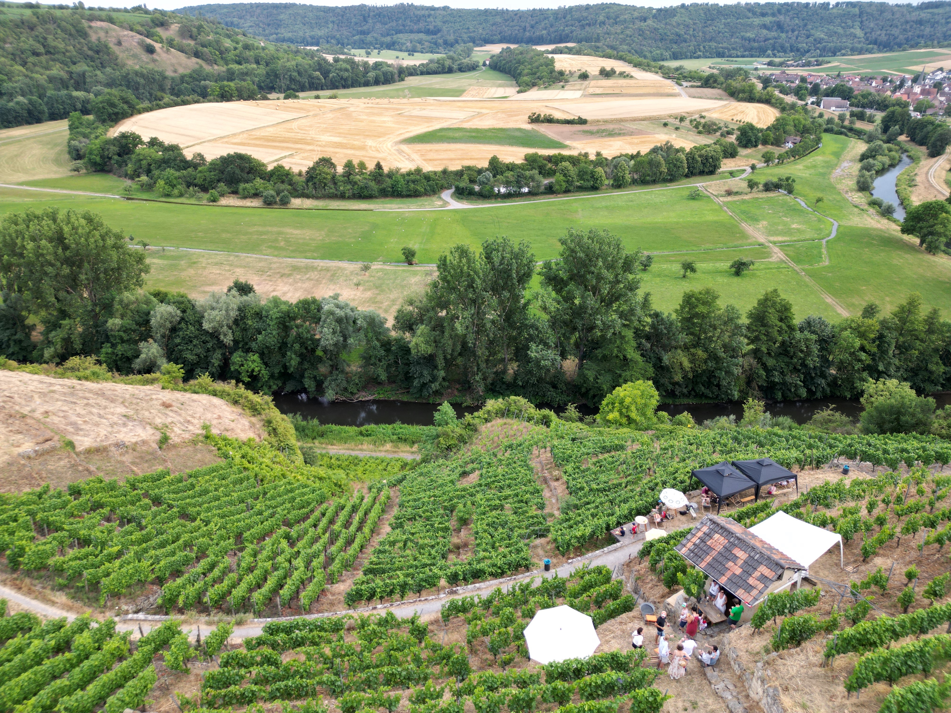 Weinberglandschaft, Weinreben, Weingarten, Outdoor-Veranstaltung, Zelte