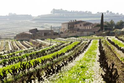 Vins El Cep