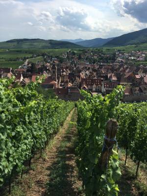 Trapet Alsace