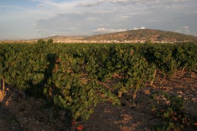 El Sequé (Artadi)