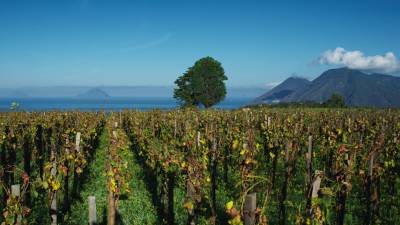 Tenuta di Castellaro